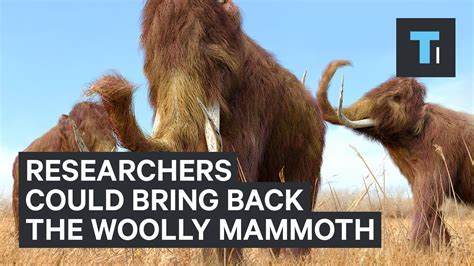 Harvard Researchers Say They Can Bring The Woolly Mammoth Back From Extinction Youtube