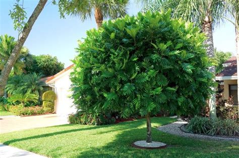 Japanese Fern Tree Florida Feel Very Well Bloggers Picture Library