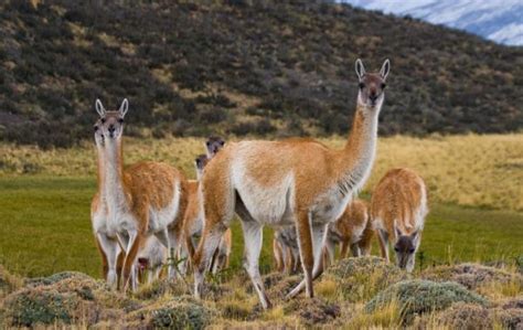 12 Animales De La Patagonia Que Debes Conocer 2022