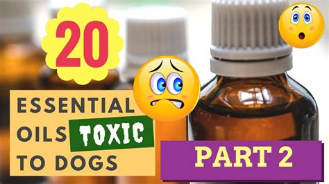 Essential oils are distilled from plants, such as lavender or eucalyptus. (Part 2) 20 Essential Oils Toxic to Dogs - YouTube