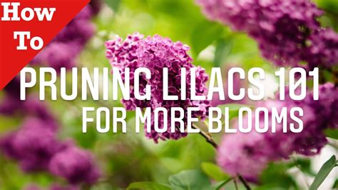 How To Prune A Lilac Bush In Spring Video In Under 90 Secs