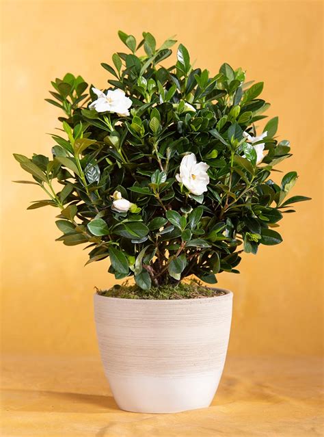 Moms Potted Gardenia Seeds Of Life