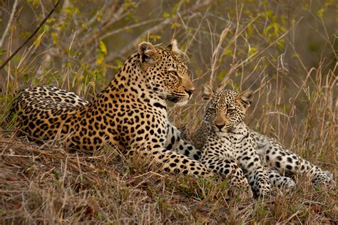 A Mothers Love African Safari And Beach Holiday News