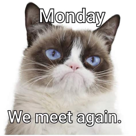 Good Morning Everyone Have An Awesome Day Grumpy Cat