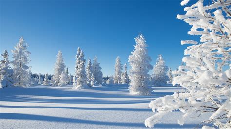 Snow Covered Trees In The Snow Field During Daytime With Shadow Nature