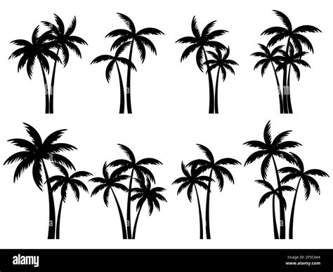 Black Palm Trees Set Isolated On White Background Palm Silhouettes