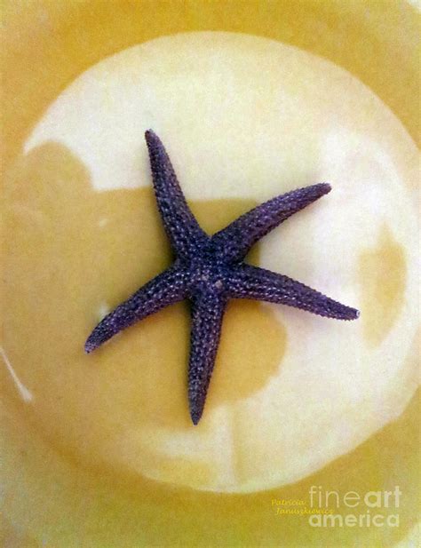 Purple Sea Star Photograph By Patricia Januszkiewicz Fine Art America