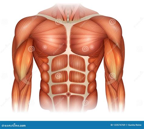 Muscles Of The Torso Stock Vector Illustration Of Chest 123574769