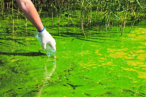 What Are Harmful Algal Blooms Clean Flo