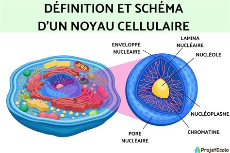 Noyau Cellulaire Définition Schéma Caractéristiques Parties Et