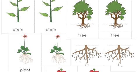 The Helpful Garden Montessori Botany Nomenclature Set For Primary 3 6