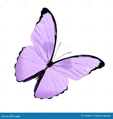 Tropical Purple Butterfly Isolated On White Background Stock