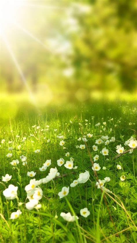 Wallpapers Beautiful Spring 2020 Android Wallpapers