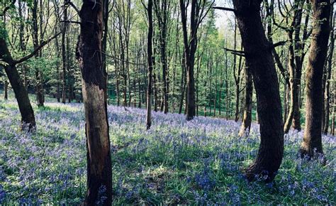 Ancient Woodlands At Risk Under New Government Plans
