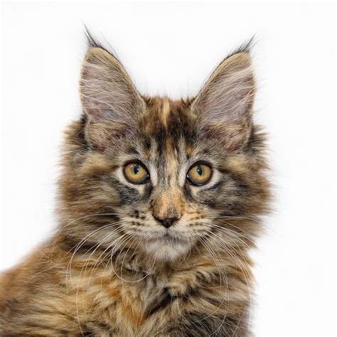 Maine Coon History Maine Coon Kittens