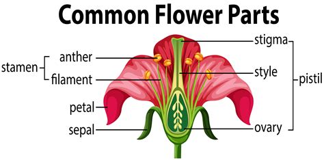 25 Labeled Parts Of A Flower Pictures Directscot