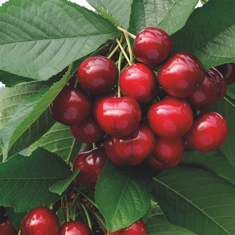 Aldi Proves Bigger Is Better With Best Value British Cherries In The Uk