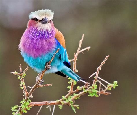≡ 10 Majestic Birds That Will Take Your Breath Away Brain