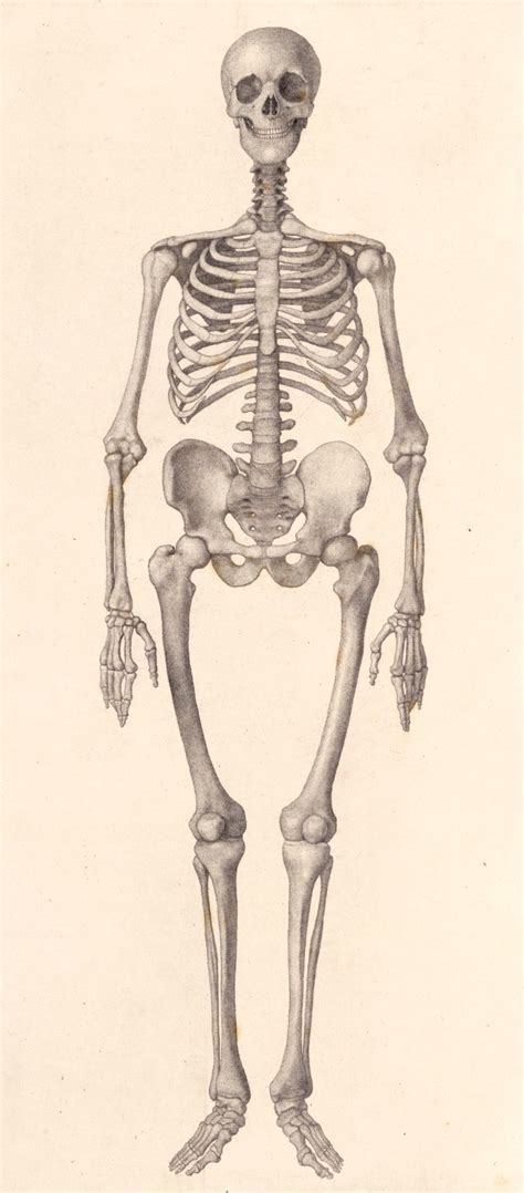 Animal anatomy for artists : Human Skeleton: frontal view | Works of Art | RA Collection | Royal Academy of Arts