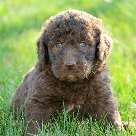 ● easy searching and secure buying. 20 Luxury Poodle Puppies For Sale Near Me | Puppy Photos