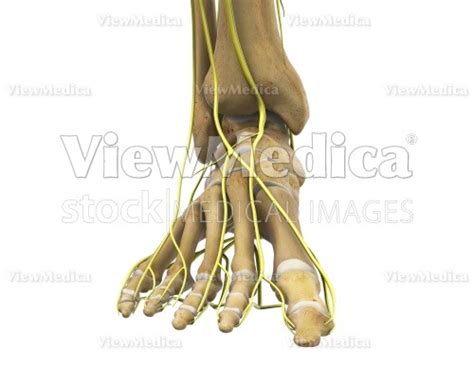 Viewmedica Stock Art Foot And Ankle With Nerves Skeletal Anterior View