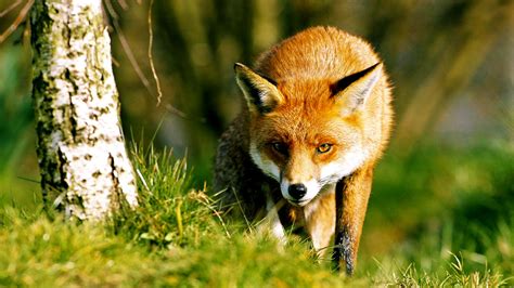 6 Species Of Fox In Great Britain