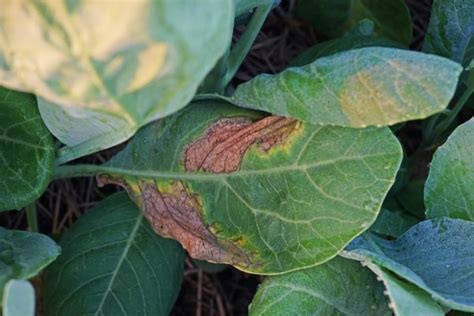 Leaf Scorch How To Rescue Sunburned Garden Plants Garden Of Luma