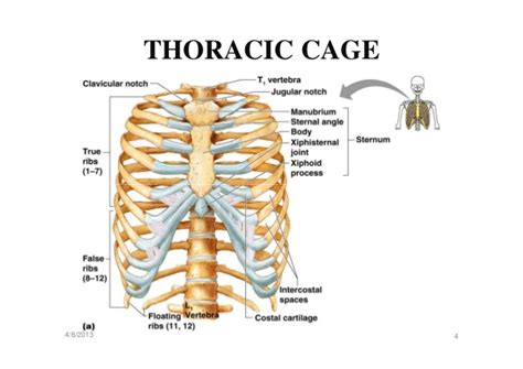 It is an organ that is part of the lymph system and works. Final thoracic cage student