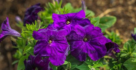 Beautiful Purple Flower In The Garden Stock Photo Image Of Elegant