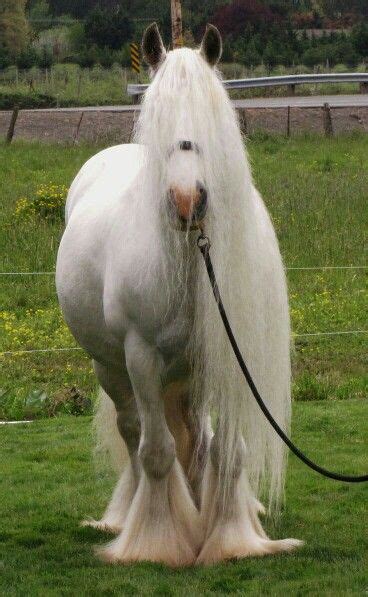 White Horse With Long Manes Horses Beautiful Horses Animals Beautiful
