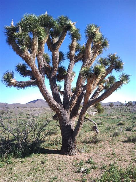 132 types of cacti (a to z photo database). File:Kaktus-drzewiasty.jpg