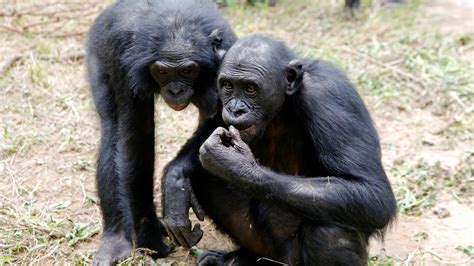 Bonobo Ape Mothers Push Their Sons To Find Sex Partners — Quartz Africa