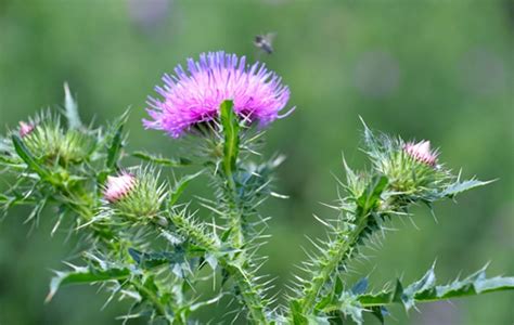Thistles Weed Control Spring Touch Lawn And Pest Control