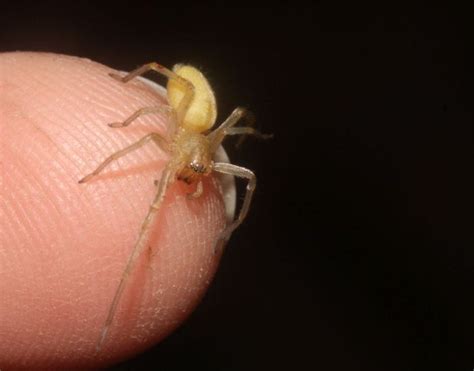 10 Common California Spiders That Might Be Nesting In Your Home