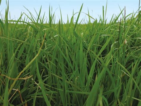 Other Grasses Pasture Agricom
