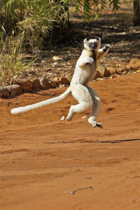 Leaping Lemur Photograph By Michele Burgess Pixels