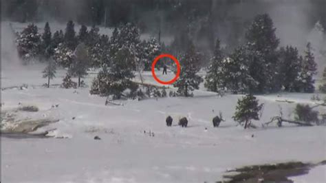 Has Bigfoot Been Spotted At Yellowstone Us News Sky News