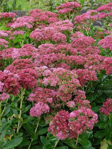 It grows best in zones 4 to 9 and thrives in full sun. 14 Perennials for Full Sun | HGTV