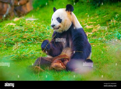 Giant Panda Ailuropoda Melanoleuca Feeding On Bamboo In A Jungle