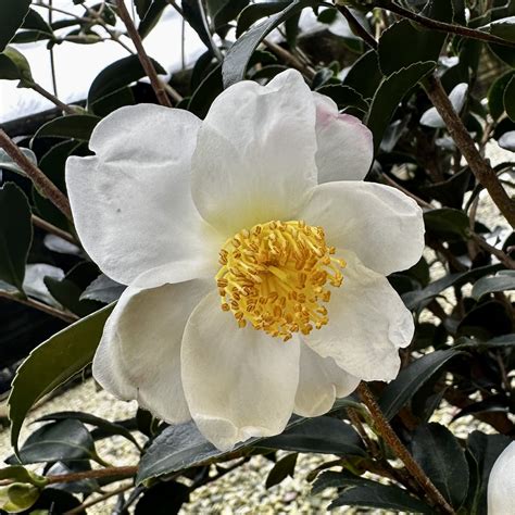 Camellia X ‘survivor Piedmont Carolina Nursery