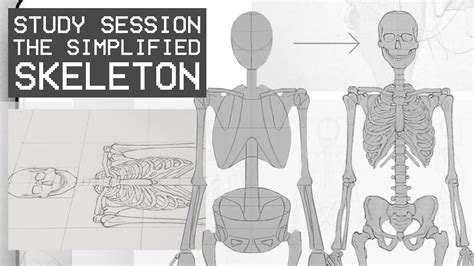 The Simplified Skeleton Front View Study Session Youtube