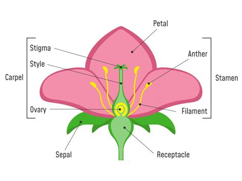 Biology Parts Of A Flower Level 1 Activity For Kids Uk