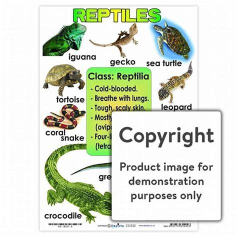 Are reptiles smarter than mammals? - DIY Seattle