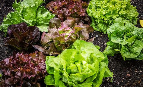 Consumers also believe that the federal government would not knowingly permit the sale of unsafe baby food. FDA Advances Safety of Leafy Greens | 2021-04-06 | Food Safety