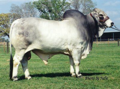 Whether your needs are for producing milk or supplying beef, you'll. Brahman Cow Brahman Cattle Brahman Bull Breeders ...