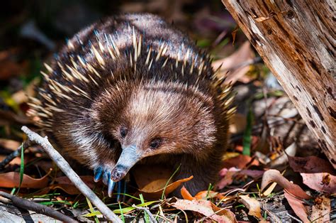 12 Facts About the Strange and Spiky Echidna