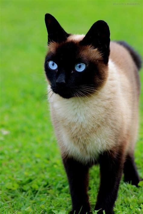 Top Ten Cutest Cat Breeds Beautiful Cats Cute Cats Siamese Cats