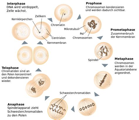 Zellzyklus Regulation Apoptose Mitose Und Dna Replikation