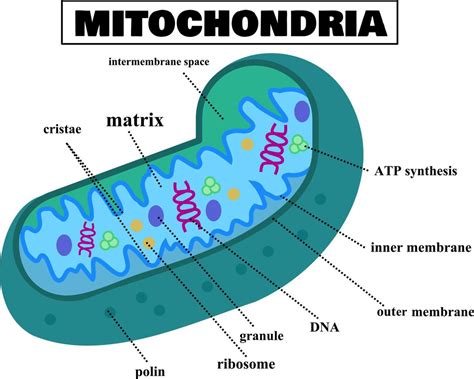 Anatomy Of The Mitochondriastructure Of Cellmitochondrial Diagram