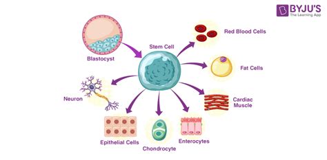 Difference Between Embryonic And Adult Stem Cells